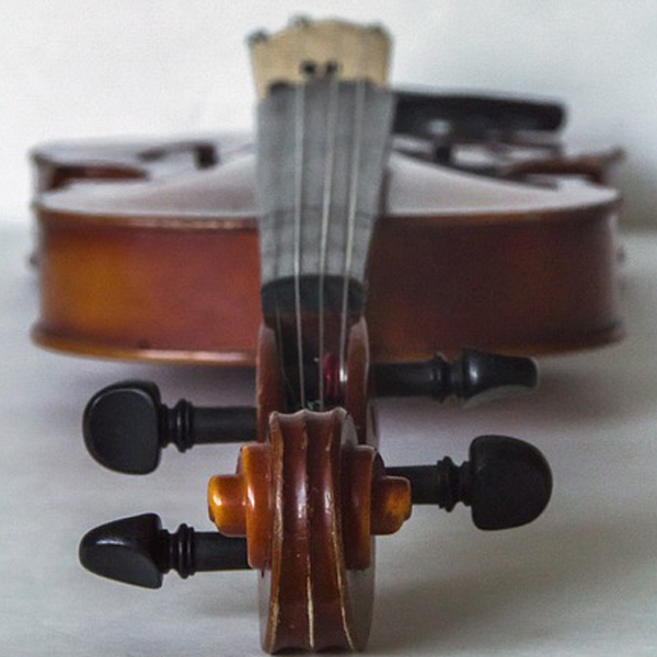 Viola toeira